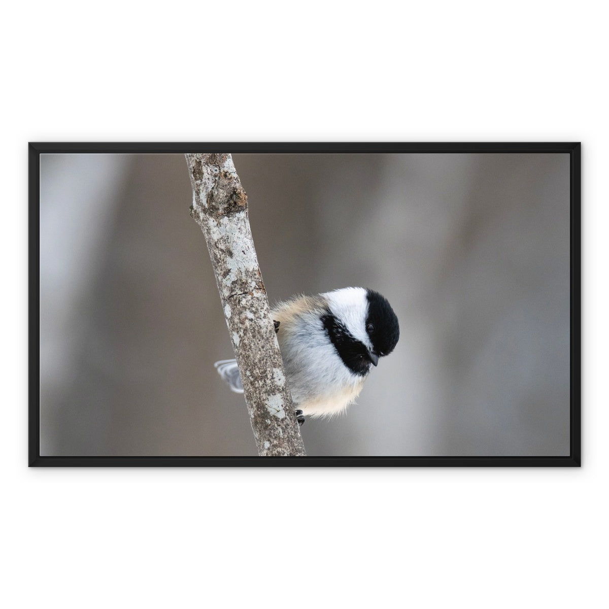 Chickadee on a Branch Framed Canvas