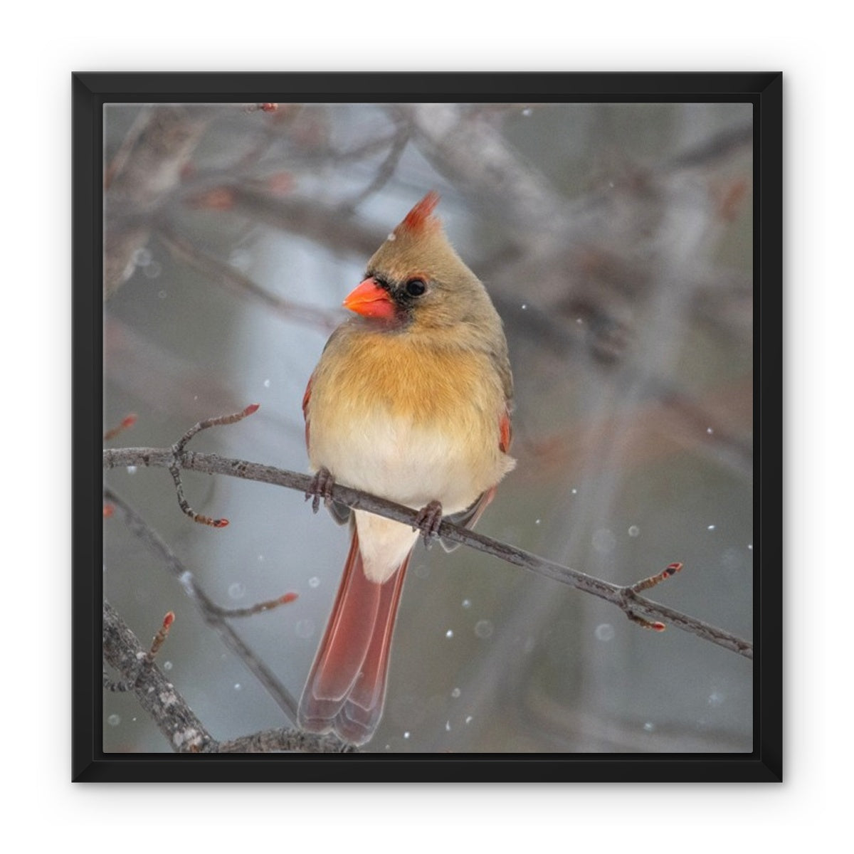 Famale Cardinal Framed Canvas
