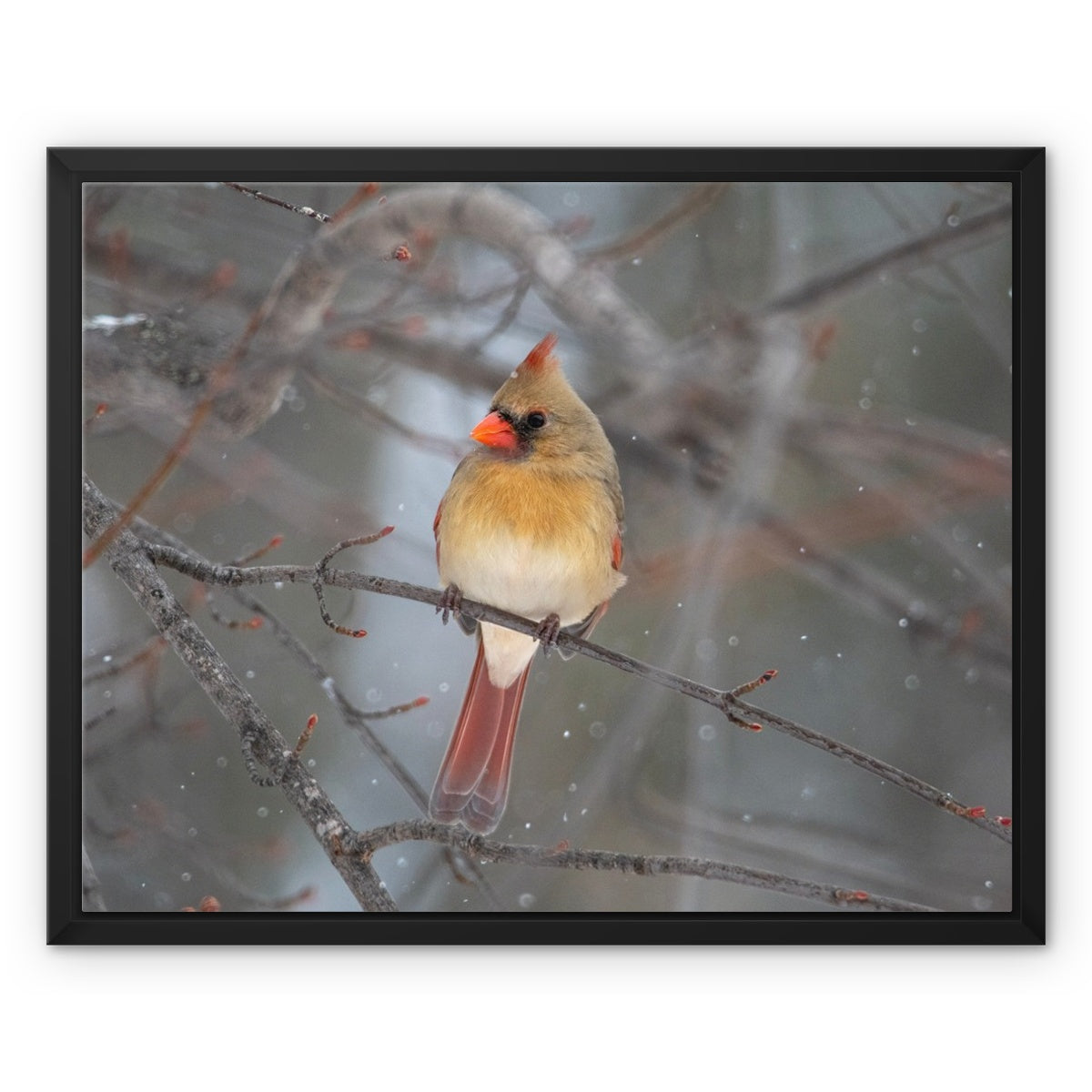 Famale Cardinal Framed Canvas