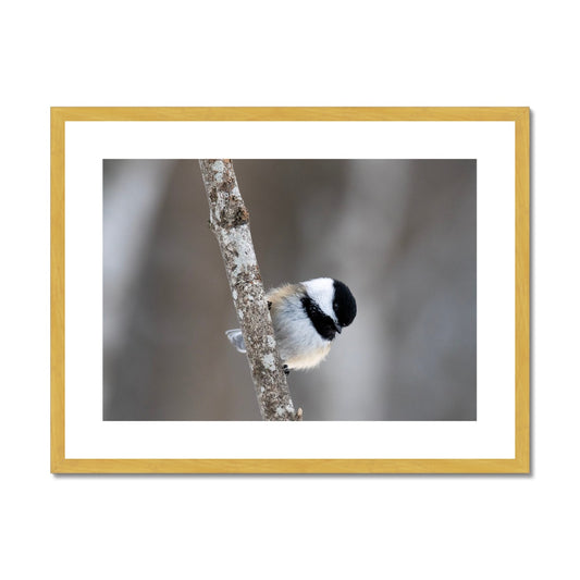 Chickadee on a Branch Antique Framed & Mounted Print