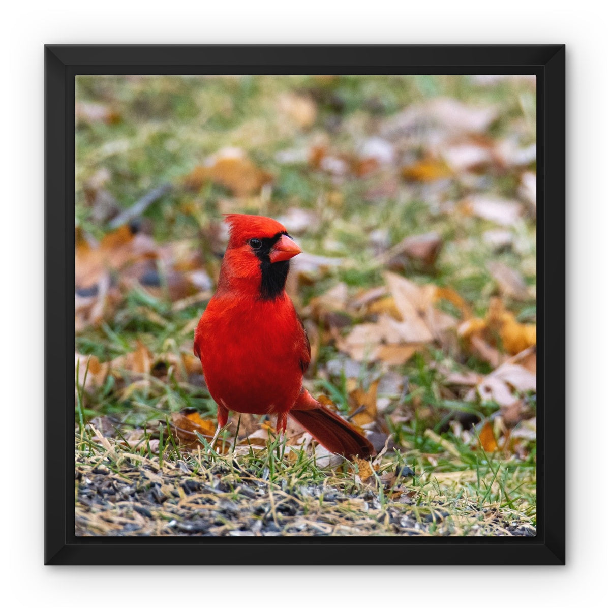 Cardinal Framed Canvas
