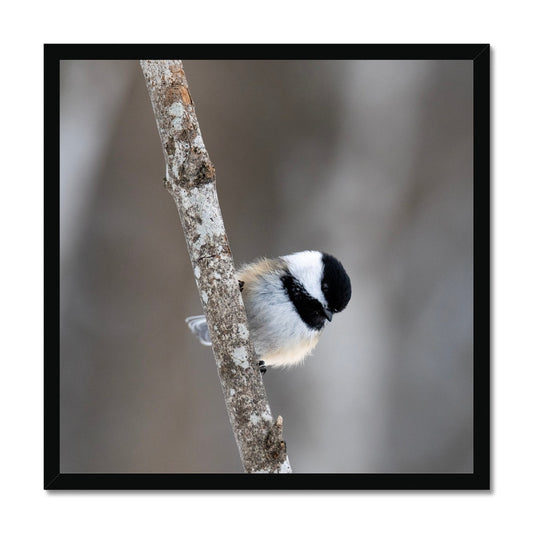 Chickadee on a Branch Budget Framed Poster