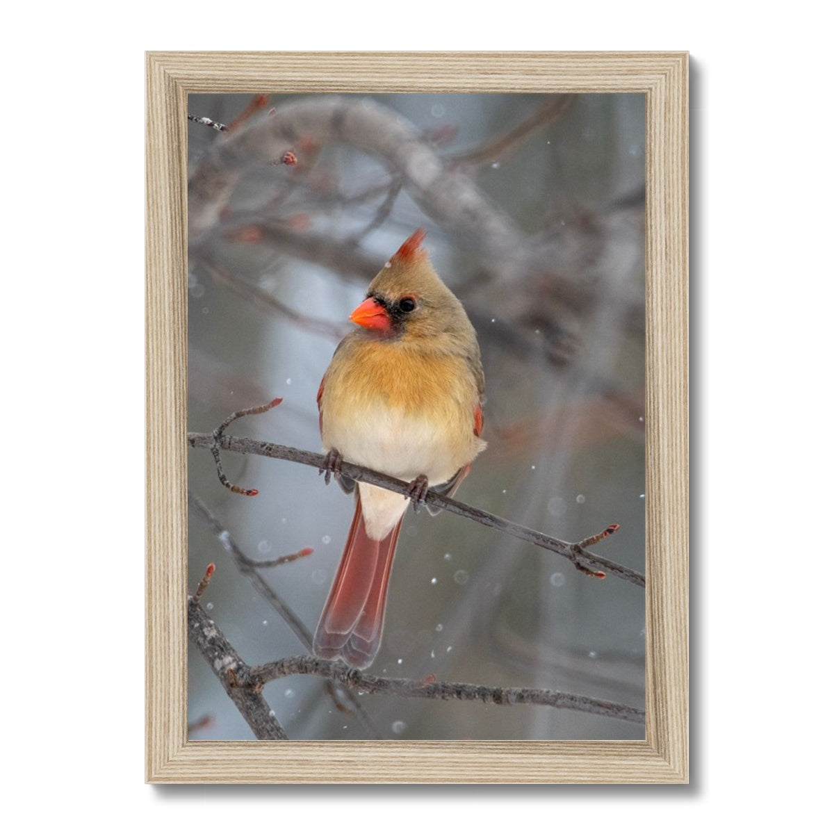 Famale Cardinal Framed Print