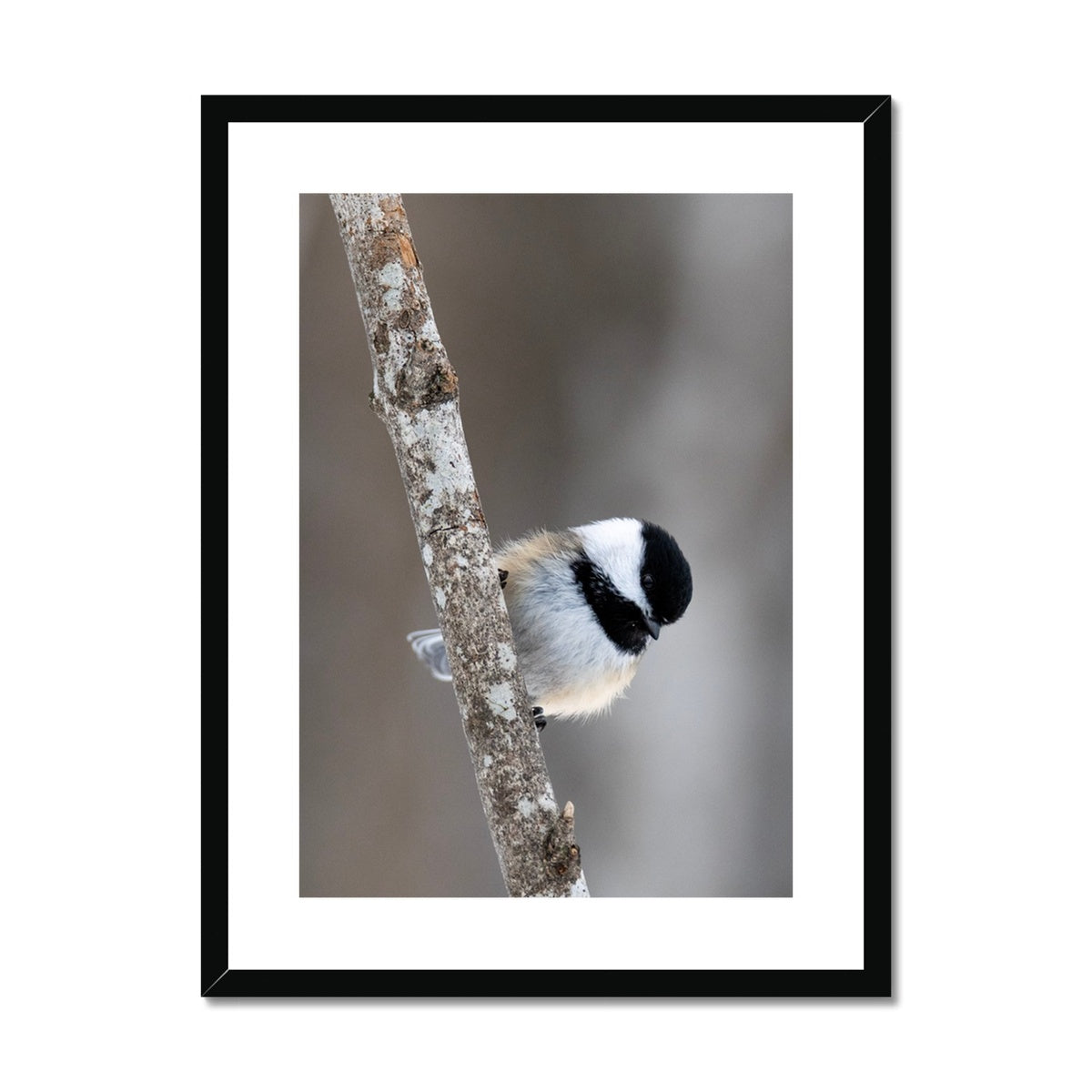 Chickadee on a Branch Framed & Mounted Print