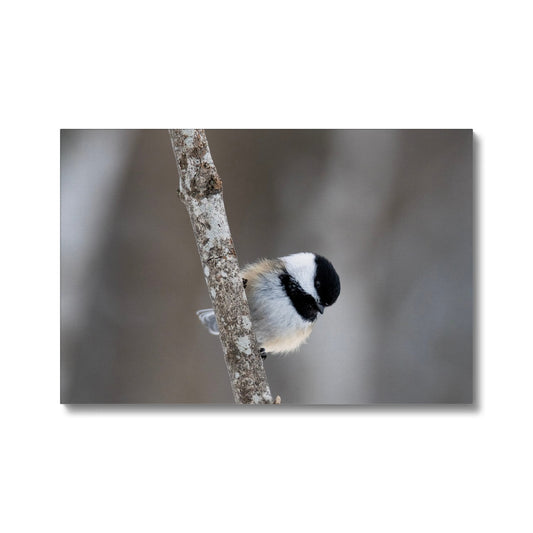 Chickadee on a Branch Eco Canvas