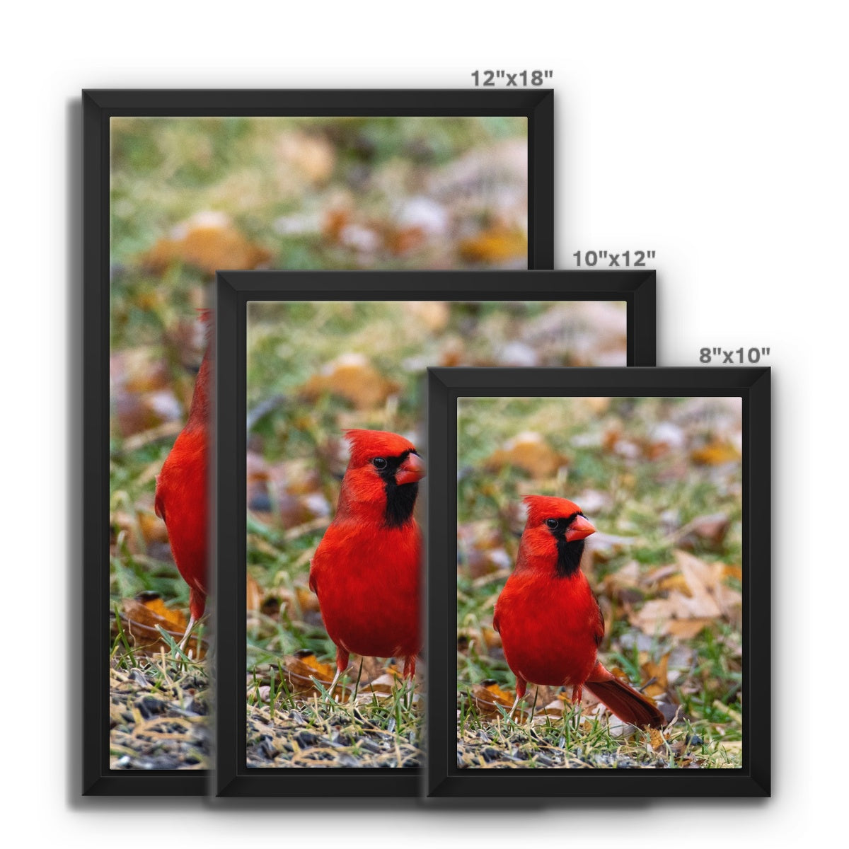 Cardinal Framed Canvas