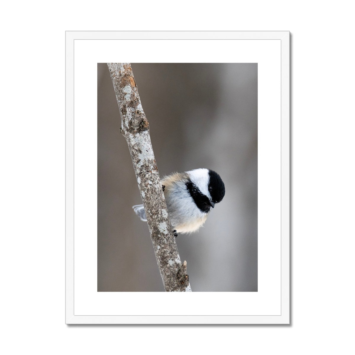 Chickadee on a Branch Framed & Mounted Print