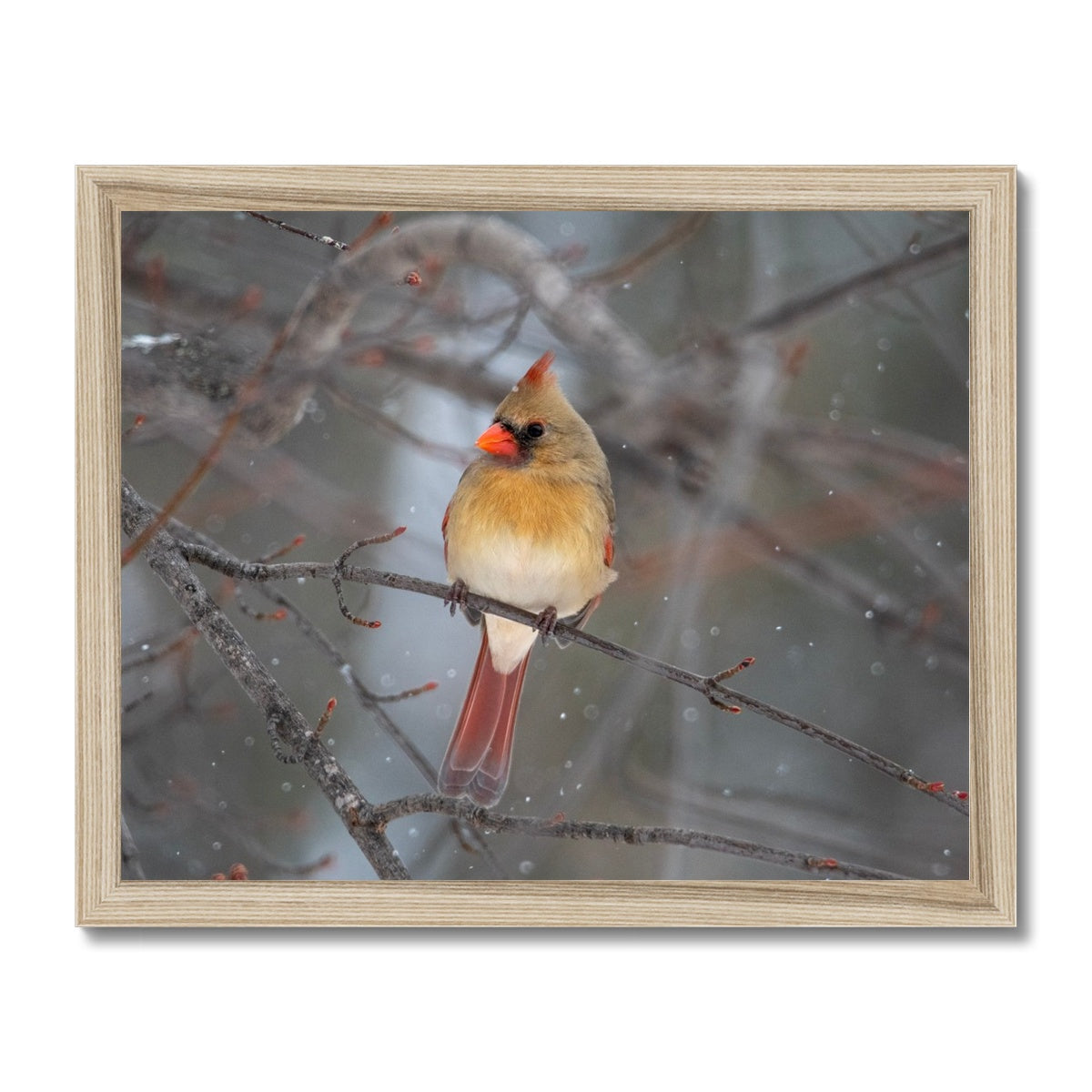 Famale Cardinal Framed Print